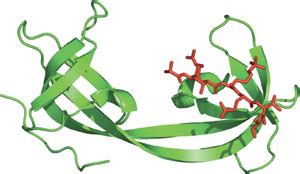 tudor protein domain.